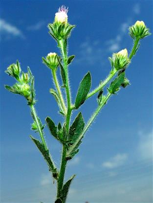 Pseudoconyza viscosa